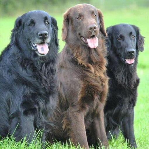 Drie Flatcoated Retrievers zitten op het gras