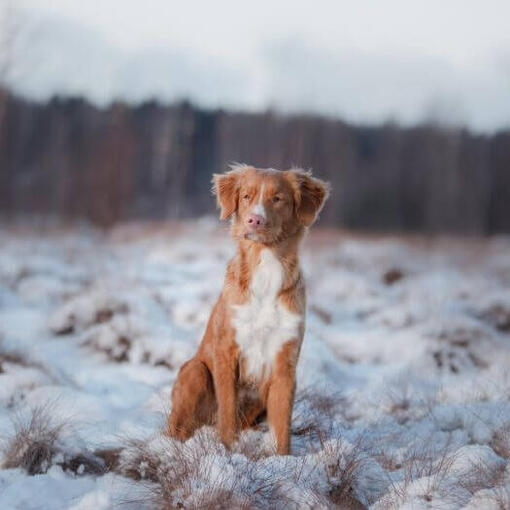 Nova Scotia staat in de sneeuw