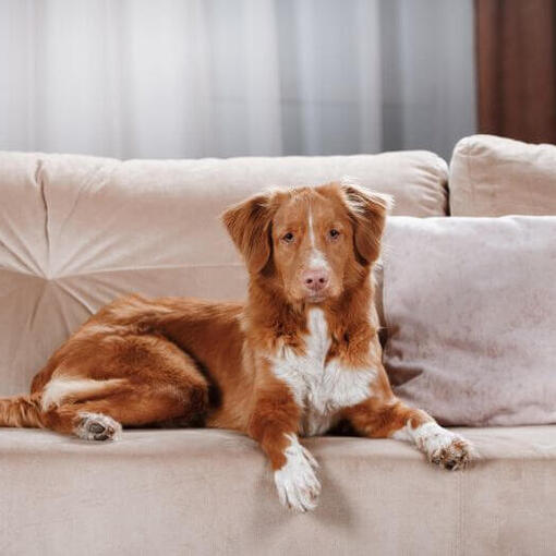 Retriever ligt op de bank