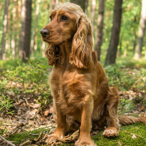 Cocker Spaniël zit in het bos