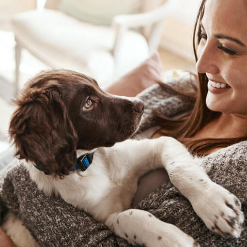 Vrouw houdt een Engelse Springer Spaniël vast