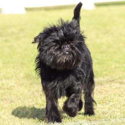 Affenpinscher hondenras