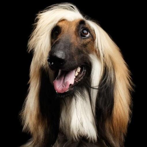 Afghaanse Windhond hondenras