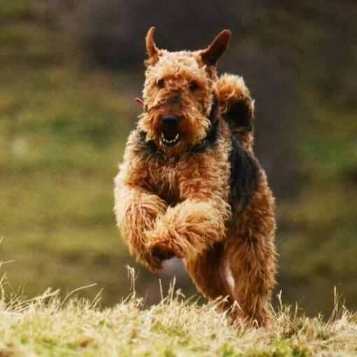 Airedale Terriër Hondenras