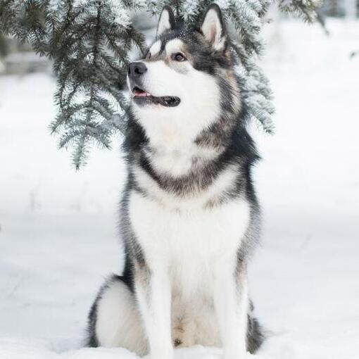 Alaska Malamute kijkt omhoog