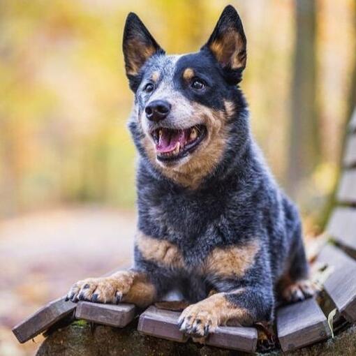 Australian Cattle Dog Hondenras