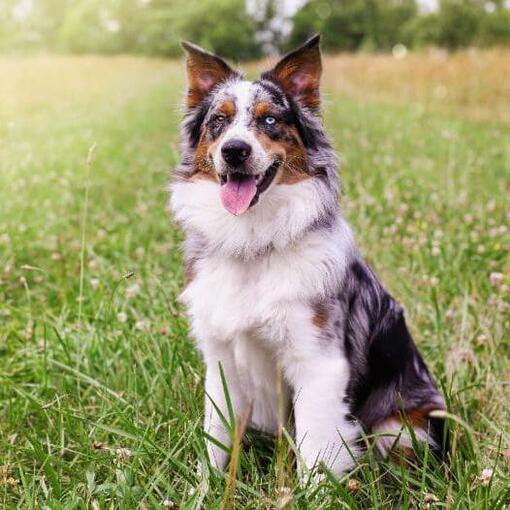 Australian Shepherd Hondenras