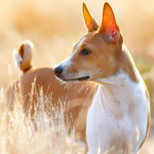 Bruine Basenji staat op het gras