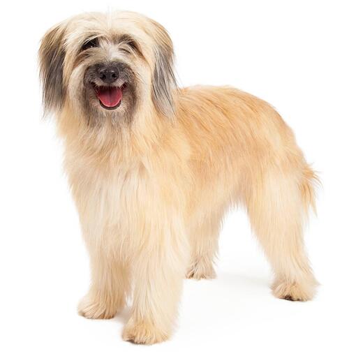 Pyrenese Herdershond Hondenras