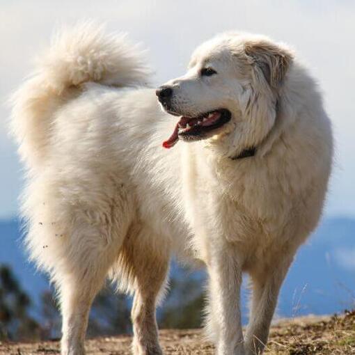 Pyrenese Berghond is aan het lopen naast de berg