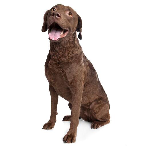 Chesapeake Bay Retriever Hondenras