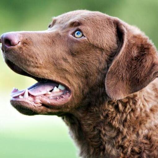 Chesapeake Bay Retriever met blauwe ogen