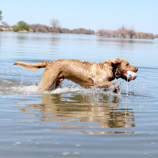 Chesapeake Bay Retriever in het water