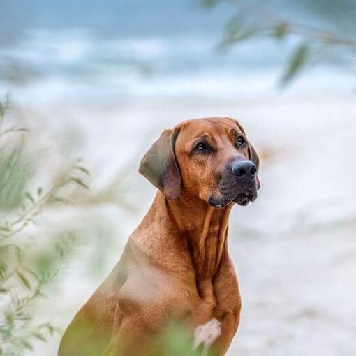 Rhodesian Ridgeback op het strand