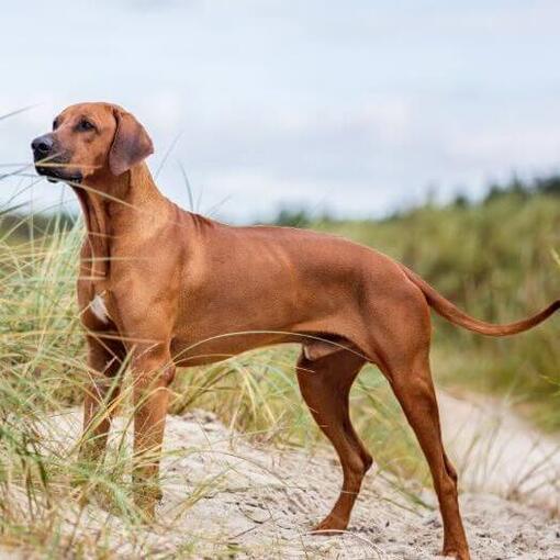 Rhodesian Ridgeback staat op het strand