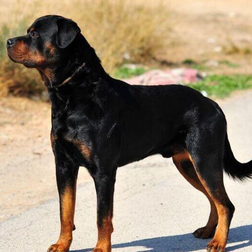 Rottweiler staat op de weg