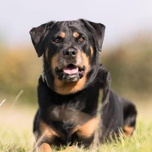 Rottweiler ligt in het gras