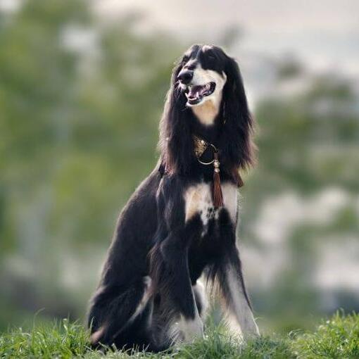 saluki ond zit op de heuvel