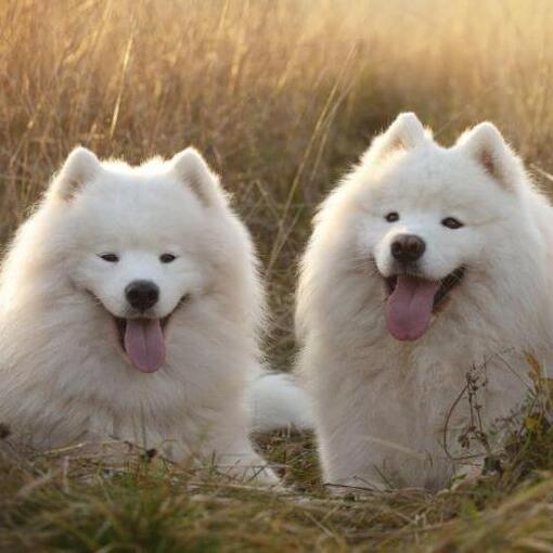 Drie Samojeed honden liggen in het veld