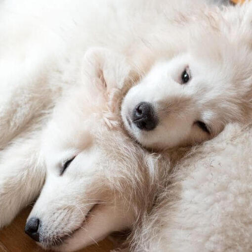 Twee Samojeed honden slapen
