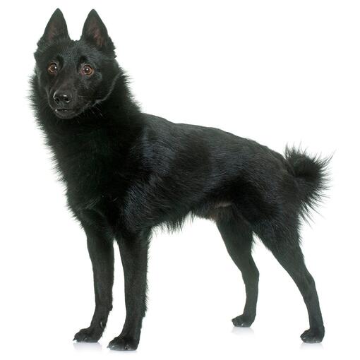 Schipperke Hondenras