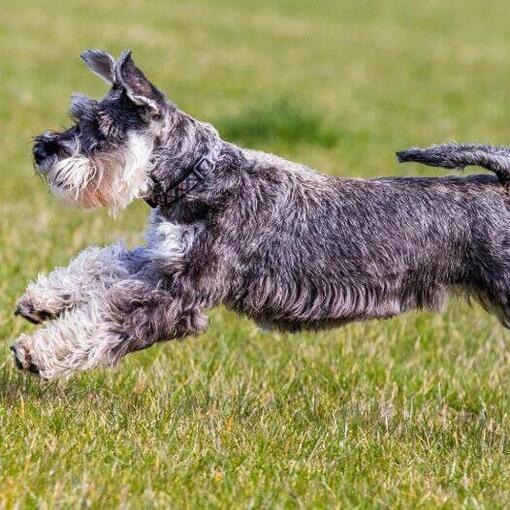Middenslagschnauzer is aan het spelen en springen op het gras