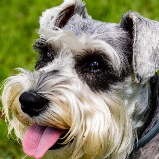 Middenslagschnauzer lacht