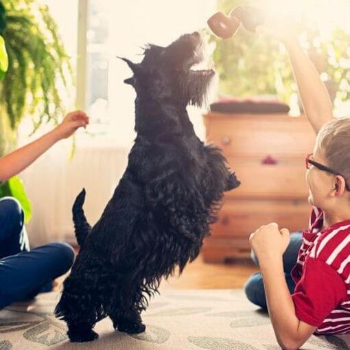 Schotse Terriër spelen met de kinderen