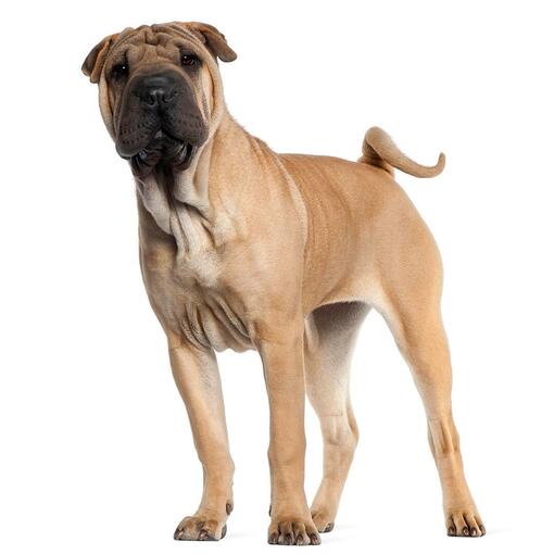 Shar-Pei Hondenras