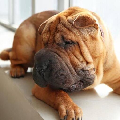Shar-Pei ligt in de kamer