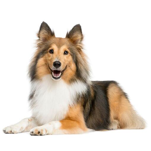 Shetland Sheepdog Hondenras