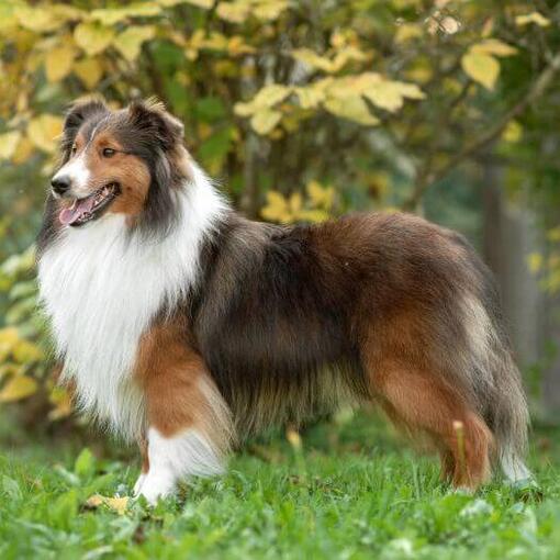 Shetland Sheepdog kijkt naar het park
