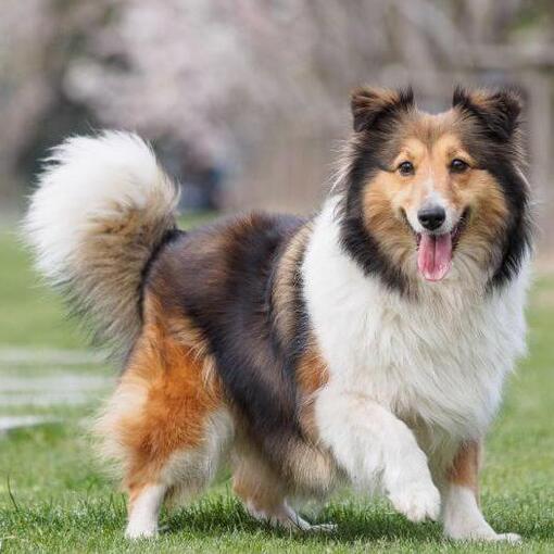 Shetland Sheepdog loopt op groen gras