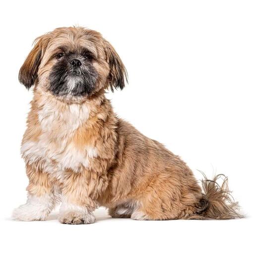 Shih Tzu Hondenras