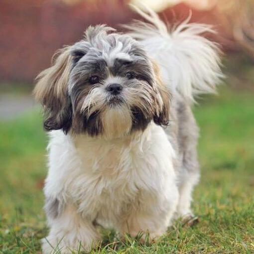 shih tzu hond loopt het gras