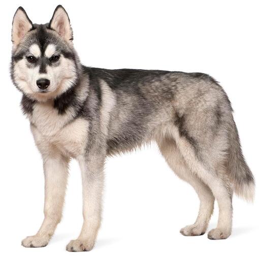 Siberian Husky Hondenras