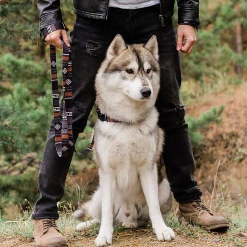 Husky zit naast zijn baasje