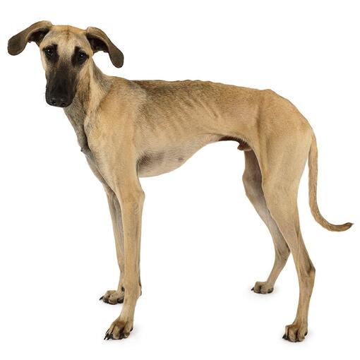 Sloughi Hondenras