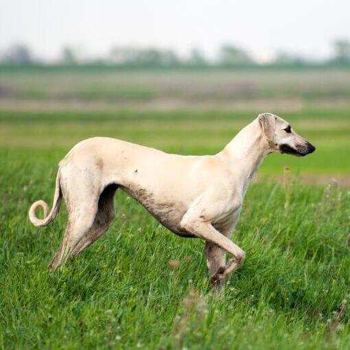 Sloughi speelt op het veld