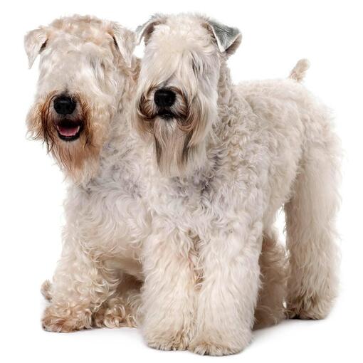 Soft Coated Wheaten Terriër Hondenras