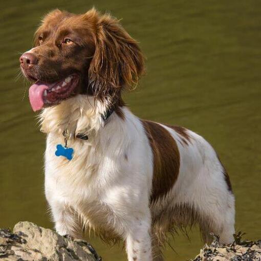 Spaniël (Welsh Springer) staat naast het water