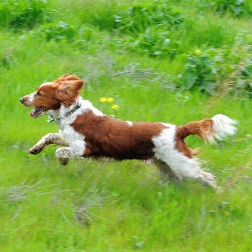 Spaniël (Welsh Springer) rent op het grasveld