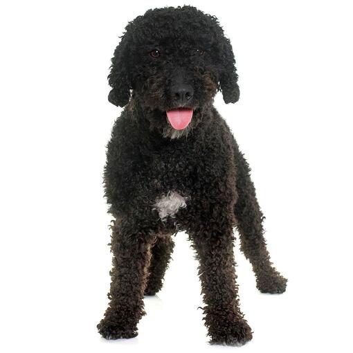 Spaanse Waterhond Hondenras