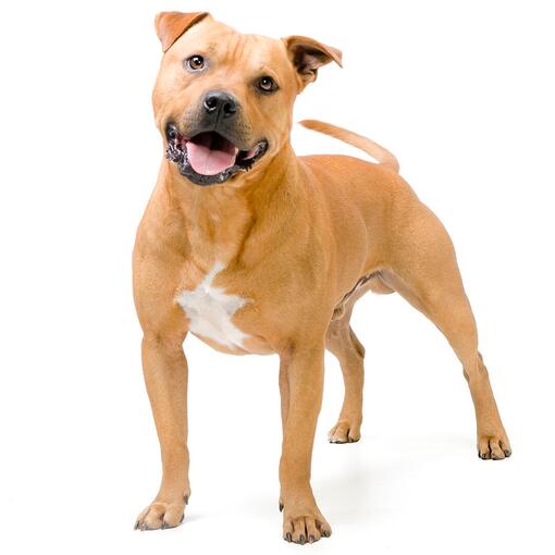 Staffordshire Bull Terriër Hondenras
