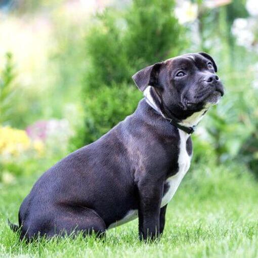 Staffordshire Bull Terriër zit op het gras