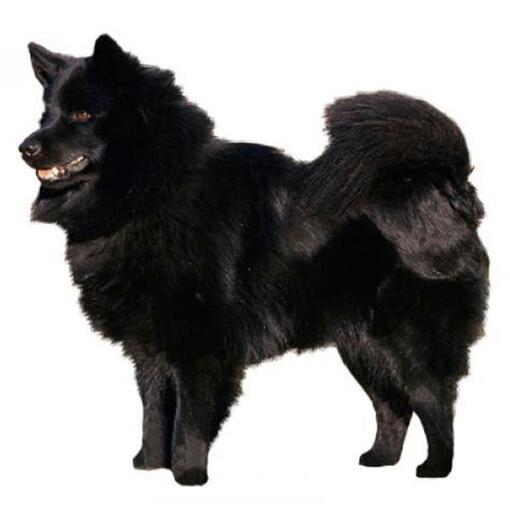 Zweedse Lappenhond Hondenras