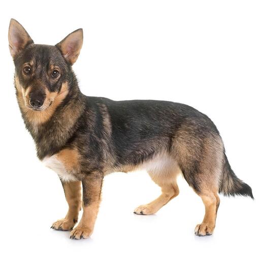 Zweedse Vallhund - Västgötaspets - Hondenras