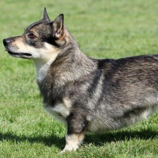 Zweedse Vallhund staat op het gras