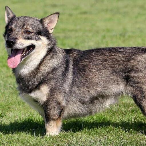 Zweedse Vallhund staat op het gras en lacht