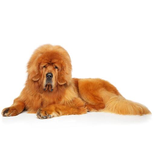Tibetaanse Mastiff Hondenras